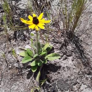 Meet your Posher, Ellen